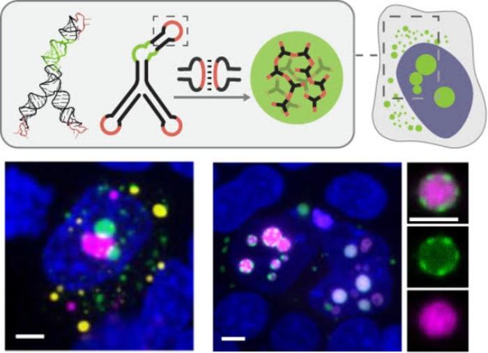 RNA organelles paper schematic
