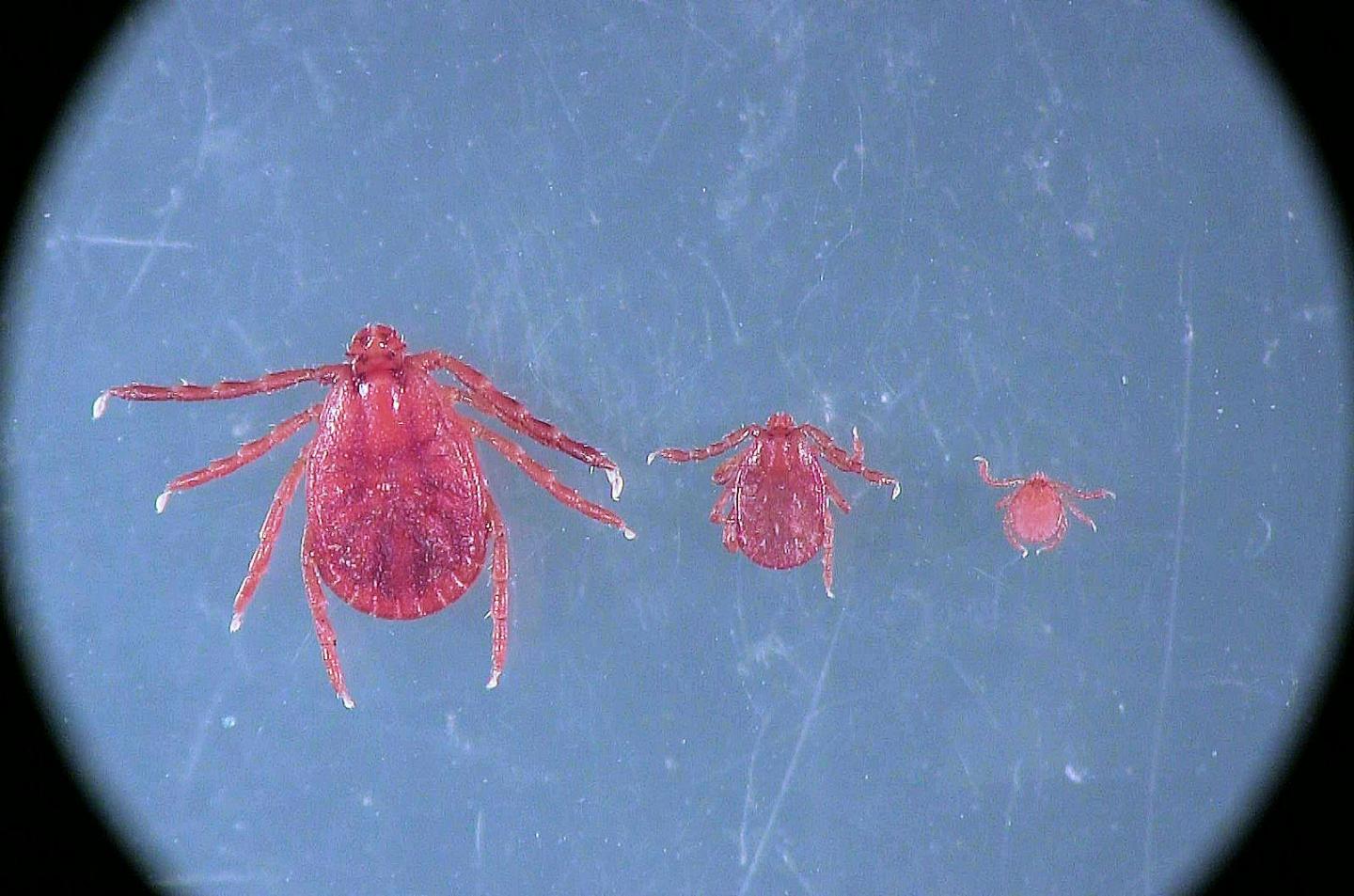Three Life Stages of Asian Longhorned Tick