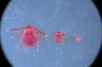 Three Life Stages of Asian Longhorned Tick