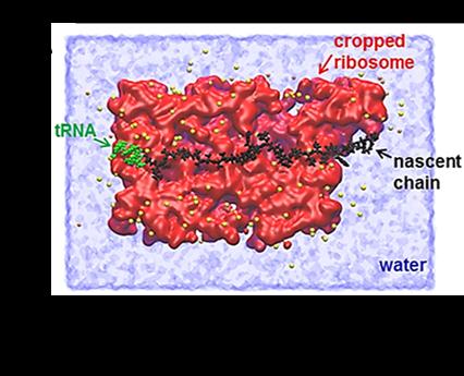 Mitochondria