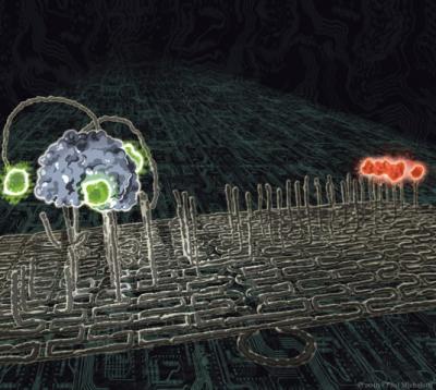 Molecular Spider