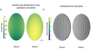 Changes in the tensile stress pattern shift the orientation of stomata divisions