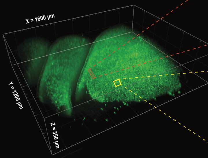 3D SCAPE Imaging of Olfactory Epithelium