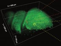 3D SCAPE Imaging of Olfactory Epithelium