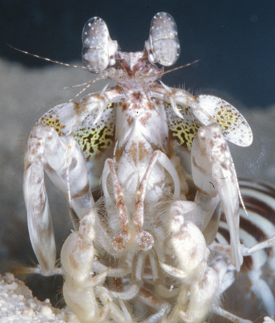 Mantis Shrimp (<i>L. glabriuscula</I>)