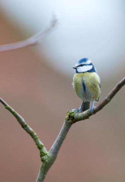 Blue tits (<i>Cyanistes caeruleus ogliastrae</i>) (1 of 2)