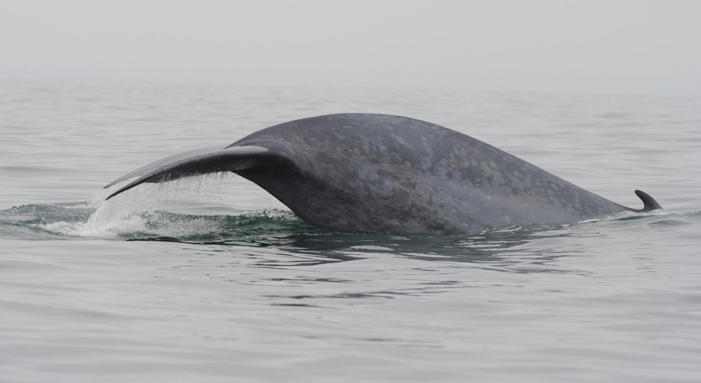 Blue Whale