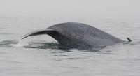 Blue Whale