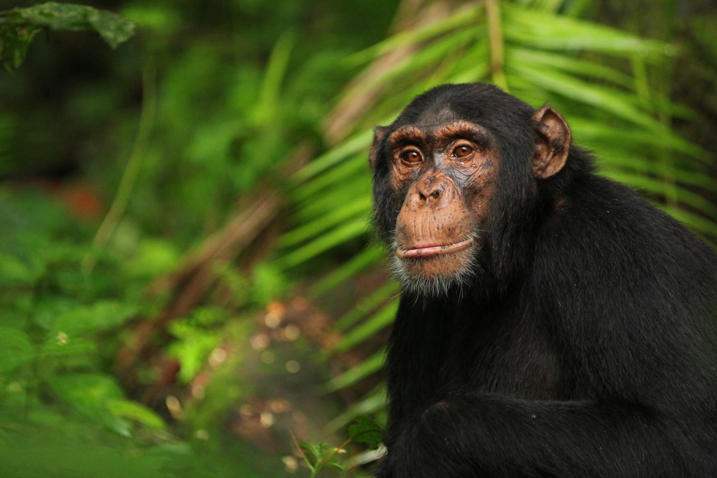Chimps and Bonobos Had a Fling in the Past (4 of 12)