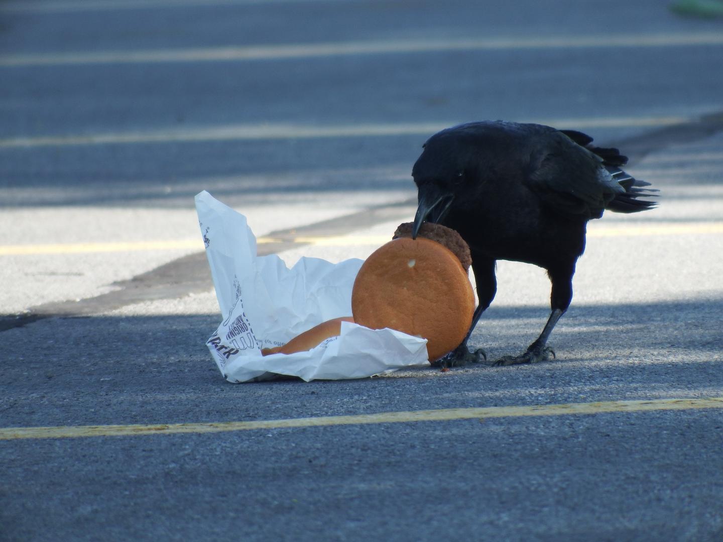 Crow Eating Cheeseburger