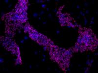 Pluripotency