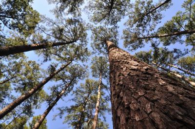 Loblolly Pines