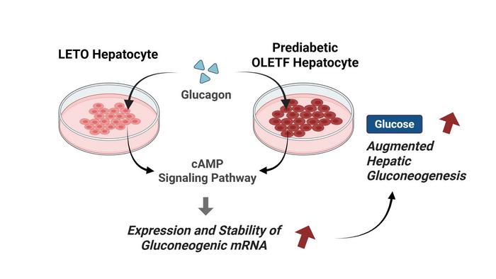 Enhanced glucagon response and mRNA stability in prediabetic OLETF hepatocytes