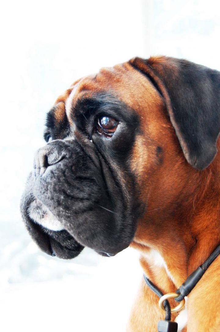 Boxer