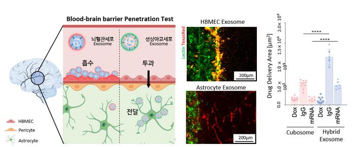 [Figure 3] Evaluation of Blood-Brain Barrier (BBB) Penetration by Hybrid Exosomes