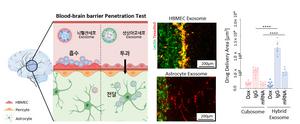 [Figure 3] Evaluation of Blood-Brain Barrier (BBB) Penetration by Hybrid Exosomes
