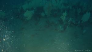 Video of the reef