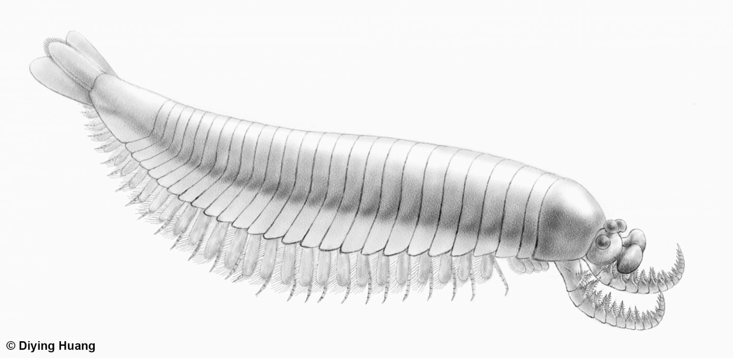 Anatomical Reconstruction of <i>Kylinxia</i>