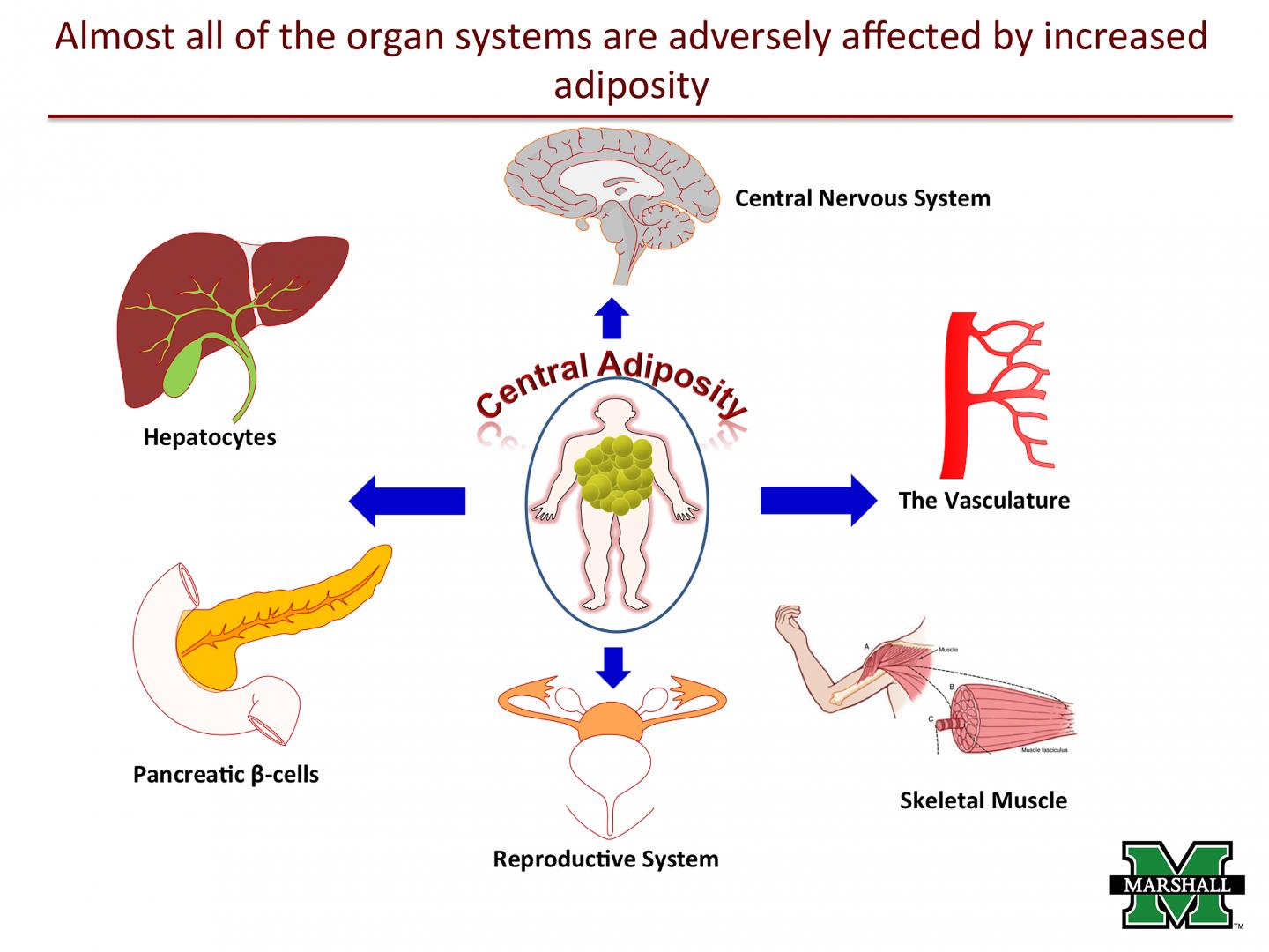 Targeting Sodium-Potassium Pump in Fat Cells May Help Reduce Obesity (2 of 2)