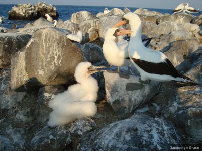 Nazca Booby Family