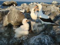 Nazca Booby Family