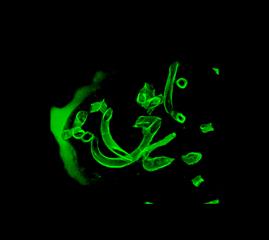 "Naturally" Glowing Cotton Yields Dazzling New Threads (5 of 9)