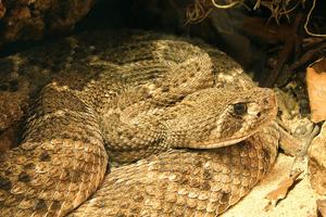 Western Diamondback Rattlesnake, Crotalus atrox