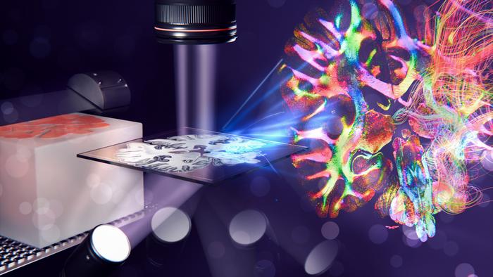 Artist’s impression of ComSLI. A rotating LED light coming from below shines through a whole human brain section into a high-resolution camera above.