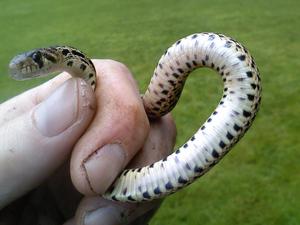 Juvenile gopher snake