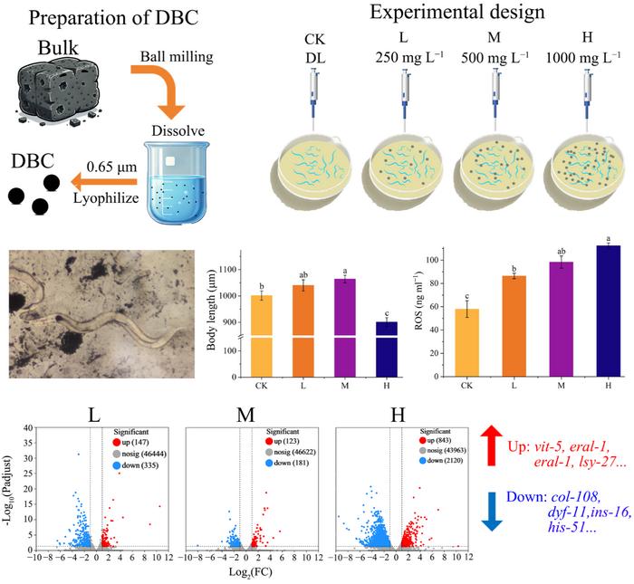 The dose-dependent effects of dissolved biochar on C. elegans: insights into the physiological and transcriptomic responses