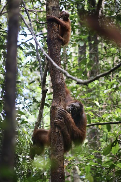 Bornean orangutans feeding in tree
