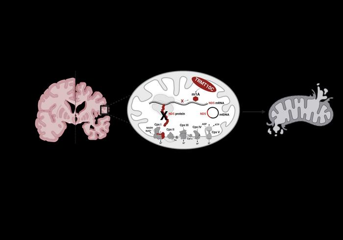 Erhöhte TRMT10C-Proteinspiegel bei der Alzheimer-Demenz