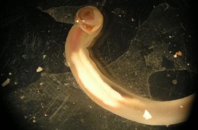 Shipworm <i>Teredo navalis</i>