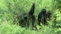 Chimpanzees Show Grooming Handclasp (1 of 2)