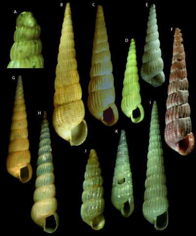 One of the 209 New Species of the Genus <i>Turbonilla</i>