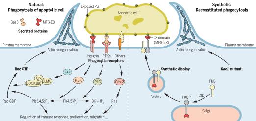 Synthetic Biology Reveals New Insights into Cell Signaling