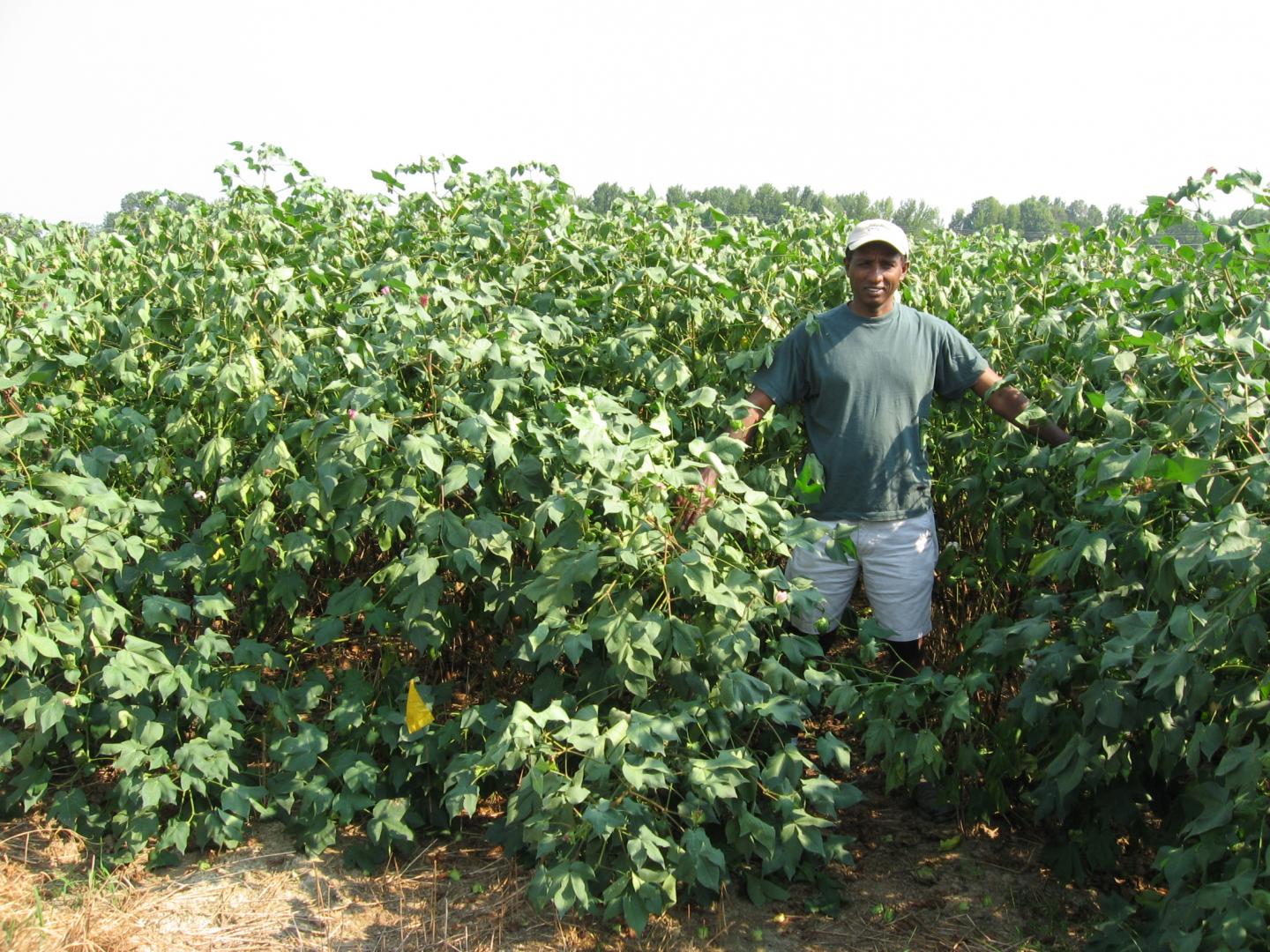 Cotton Field