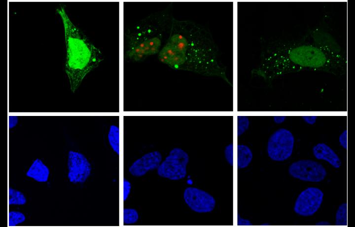 Hepatitis D Virus Replication