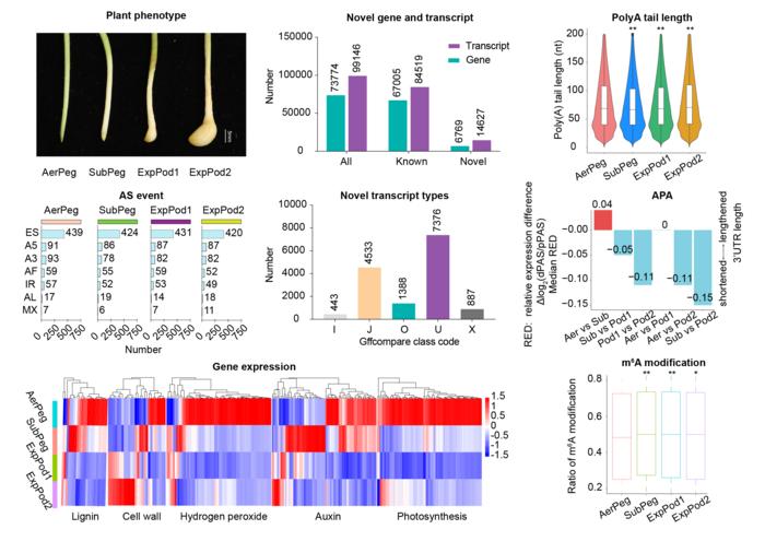 Identification of the post-transcriptional regulation reveals complexity in peanut pod development by Direct RNA