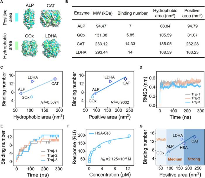 Figure 4. Criterion for predicting the binding strength of enzyme-Ce6