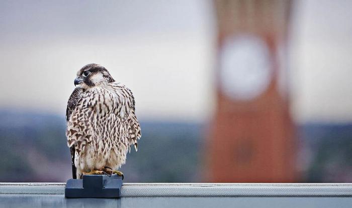 Peregrine falcon on University of Birmingham campus