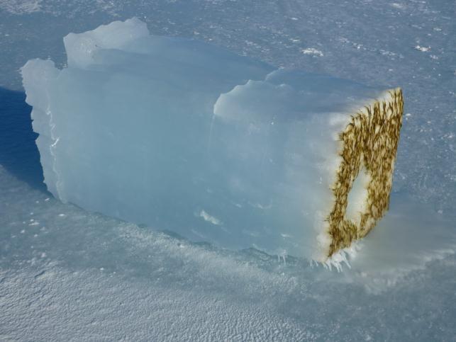 Ice Algae