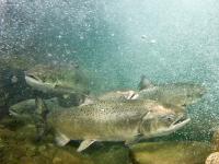 Spring Chinook