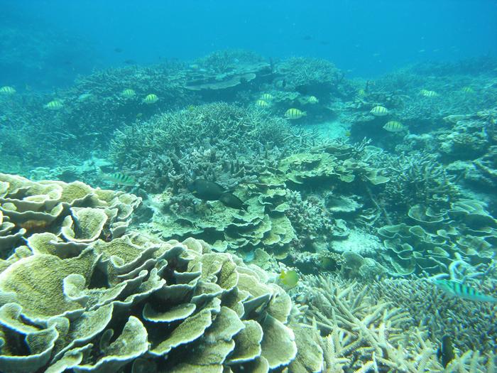 China reef 2