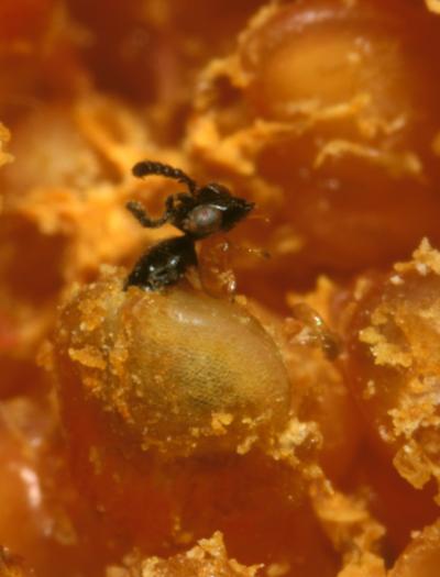 Fig Wasp