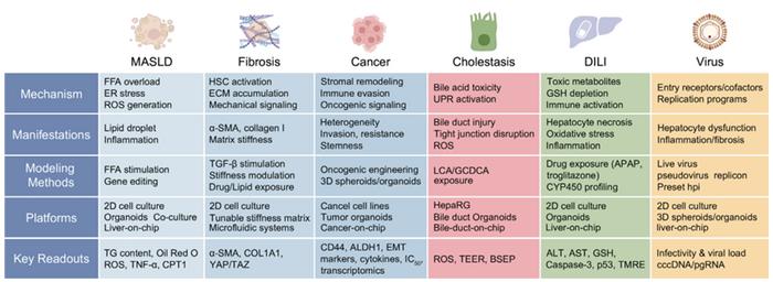Overview of in vitro modelling strategies for major hepatic pathologies.