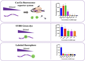 Fig. 2. Estimation of the sensitivity of Cas12a fluorescence reporter system, SYBR Green, and FAM fluorophore with the same diluted target ssDNA.