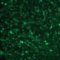 Cells Beating in Artificial Heart Tissue