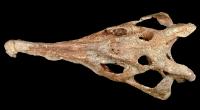 reptile skull