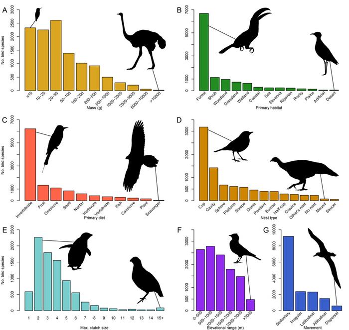 BIRDBASE graphic